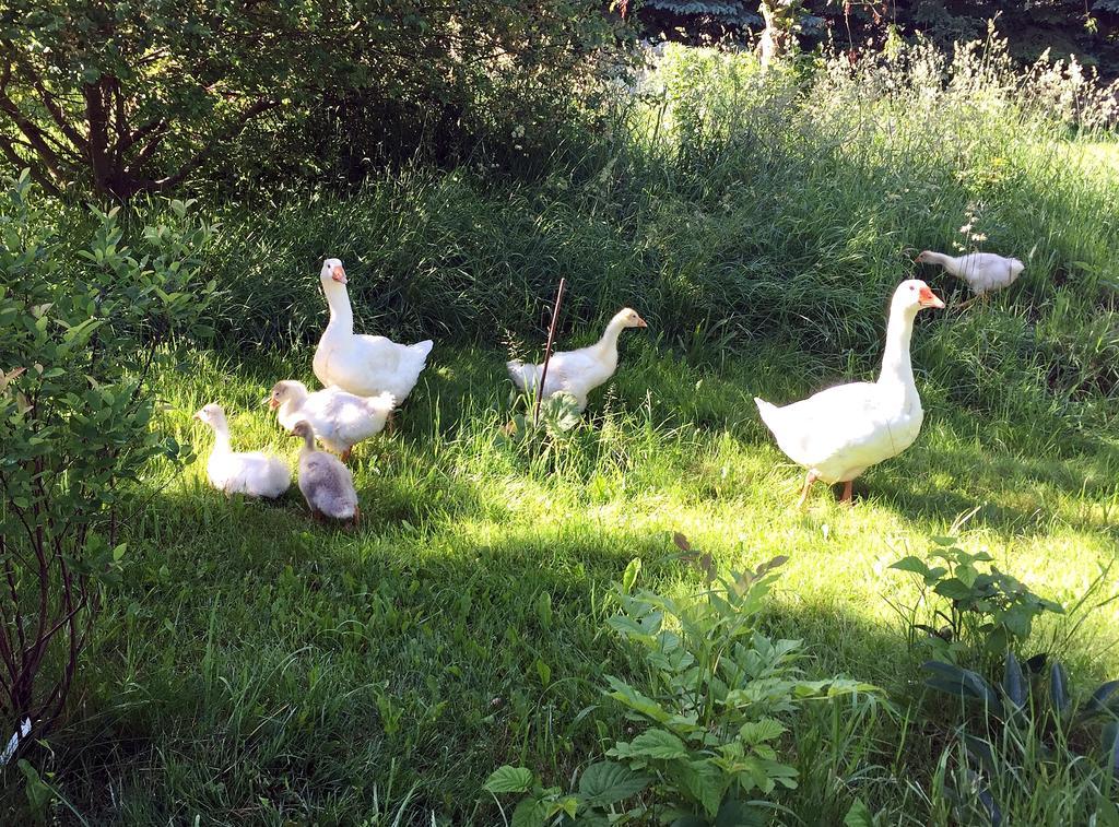 Fachwerkhaus 4 Birken Villa Rumpshagen Kültér fotó